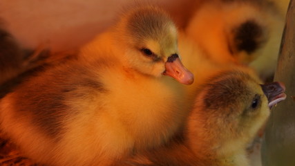 Little chickens in a brooder on the farm. Goslings