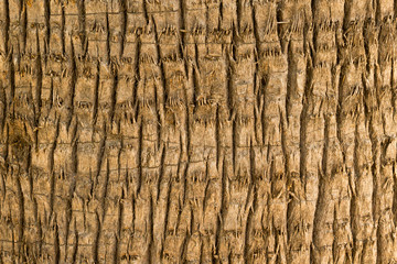 Palm tree bark texture