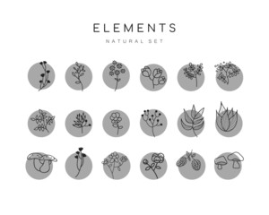 Vector set of hand drawn botanical elements 