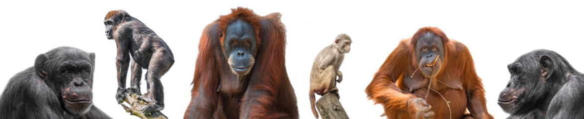 Set of different monkeys as Rhesus macaque, orangutan, gorilla and chimpanzee isolated at white background and placed in a banner, details, closeup