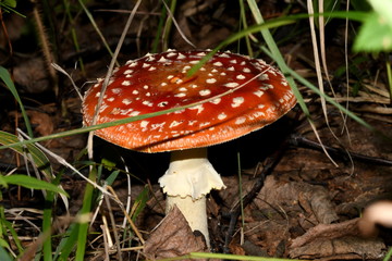 red fly agaric in the forest litter