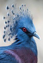 Crowned pigeon 