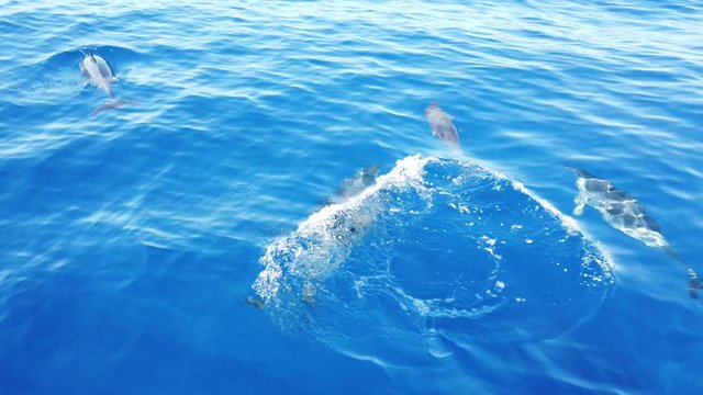Multiple Atlantic Spotted Dolphins (Stenella frontalis) in crystal clear Madeira island waters