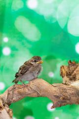 Portrait of a young bird (Passer domesticus) on a branch, blurred green background
