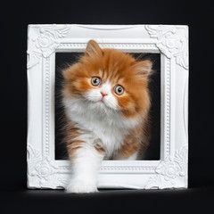 Adorable red with white British Longhair cat kitten, standing through white photo frame. Looking at camera with big round eyes. Isolated on black background.