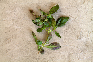 bunch of fresh basil on a grey concrete background top view