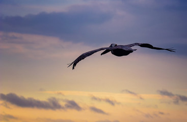 Obraz premium Pelican