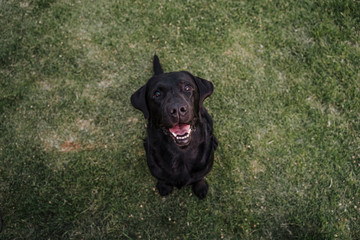 portrait of beautiful black labrador sitting on the grass in a park and looking at the camera. Fun...