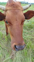  A red cow grazes on the lawn, funny dairy cow.