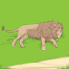 lion lying on the grass