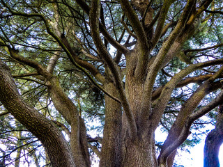 Tree in Greenwich Park, London, UK