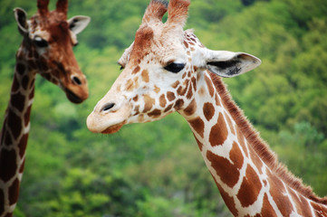 portrait of giraffe