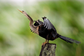 Schlangenhalsvogel