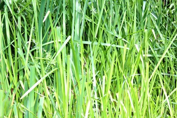 Obraz premium long grass 