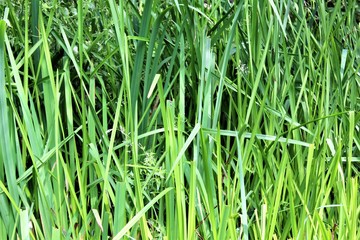 long grass 