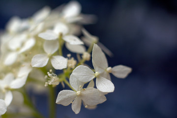 Fototapeta na wymiar White flowers background. Macro of white petals texture. Copy space for text