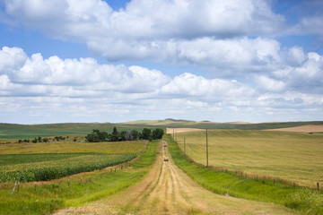Fototapeta na wymiar a long dirt road in rural North Dakota with a bright blue sky with clouds in the horizon