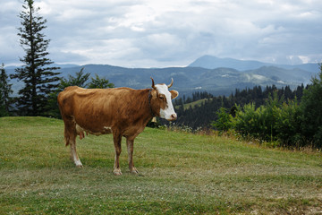 Fototapeta na wymiar cow in the mountains in the meadow
