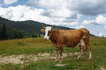 Fototapeta na wymiar cow in the mountains in the meadow