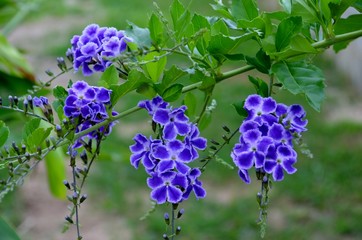 purple flowers on a green background