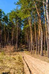 Rows of the pine trees in a forest