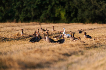 Geese in meadow with dry yellow grass.