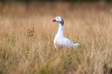 Obraz na płótnie Canvas White goose in tall yellow grass.