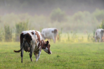 Cattle in misty meadow in summer.