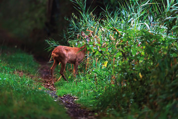 Roe deer doe on forest path between reed.