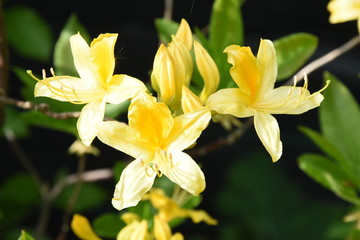 blooming azalea in a city garden