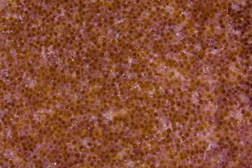 Texture of catfish caviar for the background