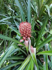Obraz premium pineapple growing in the garden