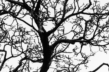 Silhouette dead tree and branch isolated on white background. Background for death, hopeless, despair,sad, and lament concept. Halloween night. Dramatic horror night on Halloween day.  Grief abstract.