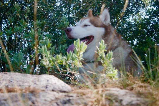 Husky siberiano en la montaña