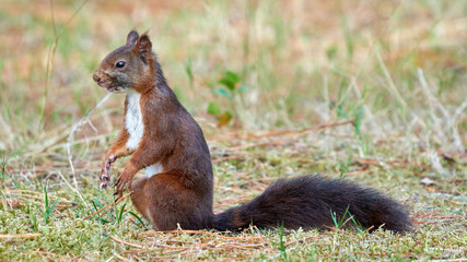 Squirrel Cabanas Galicia Spain