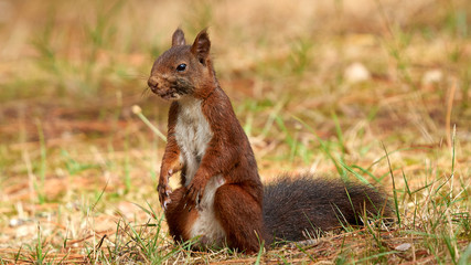Squirrel Cabanas Galicia Spain