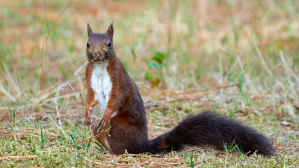 Squirrel Cabanas Galicia Spain