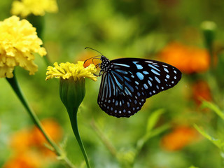 Blue tiger butterfly on a  yellow  marigold  flower