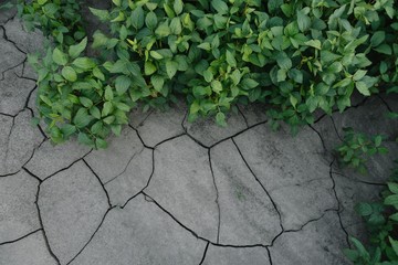 background with cracked soil and soybean field. Drought in agriculture. top view of drought in soy field with cracked soil.