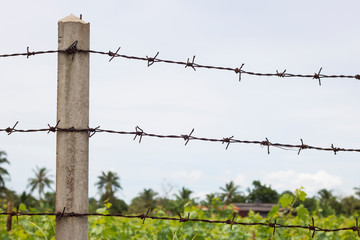 barbed wire wall protect thief and defence agriculture farm