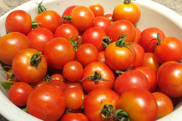 ミニトマト - Fresh cherry tomatoes