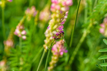 The bee collects honey on the flowers of lupine. Photographed in close-up.