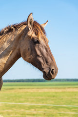 Obraz premium Close-up portrait of a village foal with a blurred background.