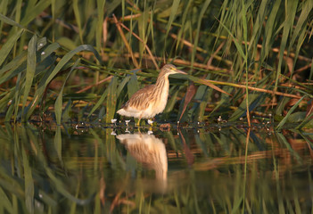 Young squacco heron (Ardeola ralloides) shot in soft morning light close-up on a fish hunt