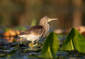 Young squacco heron (Ardeola ralloides) shot in soft morning light close-up on a fish hunt
