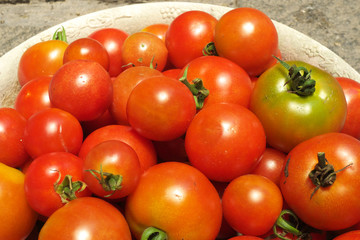 ミニトマト - Fresh cherry tomatoes