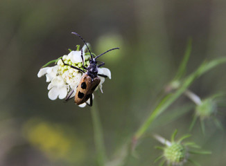 beetle on flower