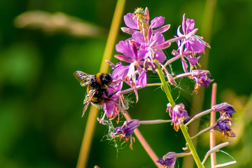 The Bee is sitting on a violet flower