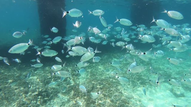 Sea bream fish school swimming fast, underwater shot in Adriatic Sea, Croatia. Diplodus annularis in Mediterranean. Seabreams shoal closeup, sea life, diving. Fishes floating. Travel vacation concept