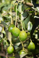 Avocado fruits on the tree ready for harvest. Hass avocado - Persea americana 'Hass'